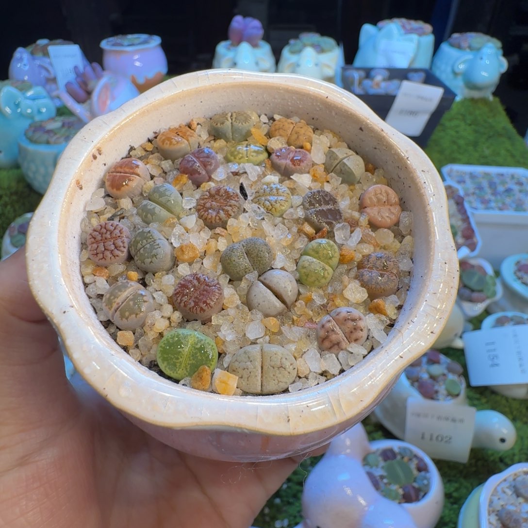 多肉植物福利冲1215