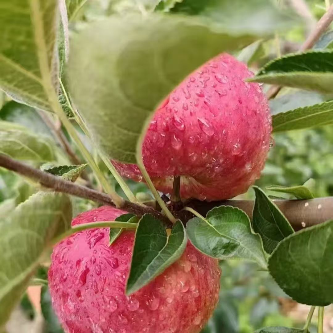 云南昭通丑苹果冰糖心新鲜脆甜多汁产地直发水果