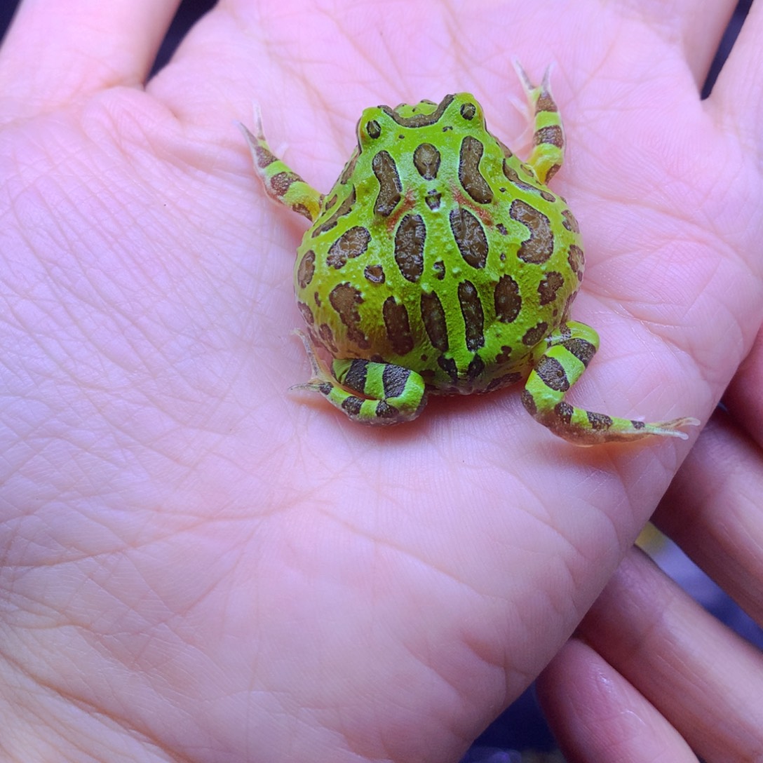 角蛙绿钟角蛙对称纹路