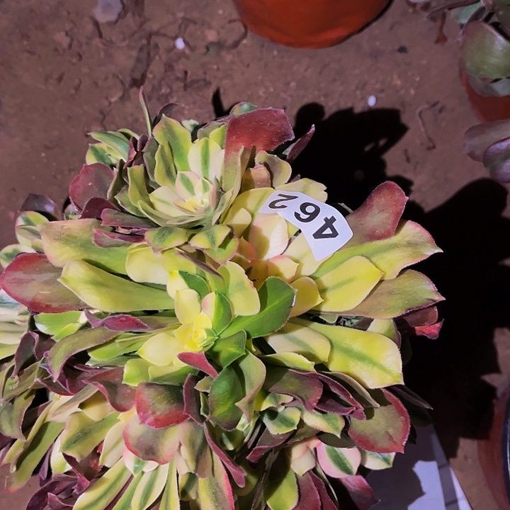 462香妃多肉植物处理不售后