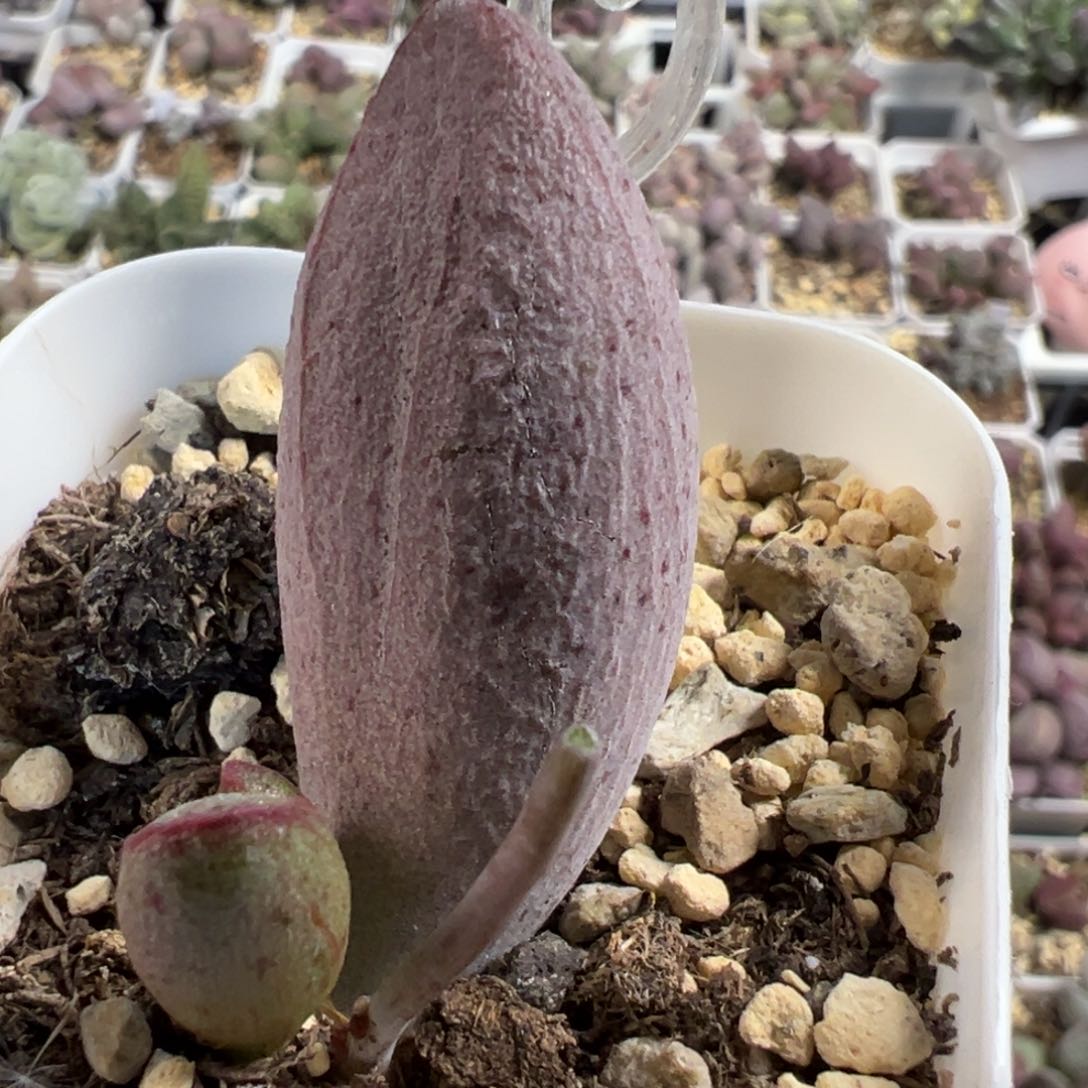 实生新品大苗多肉植物水泡多肉植物