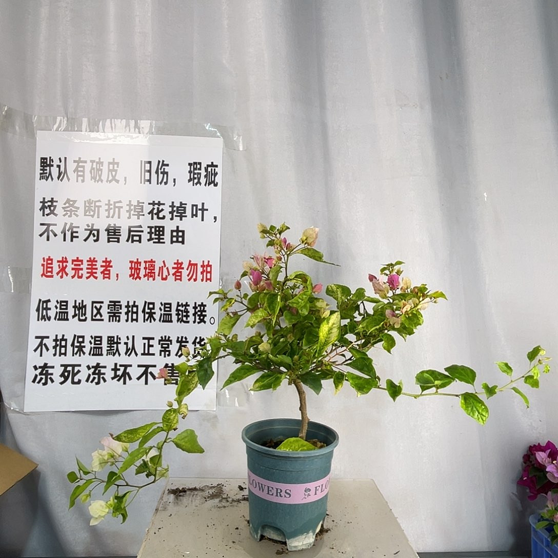 全部花苞119斑红樱盆苗