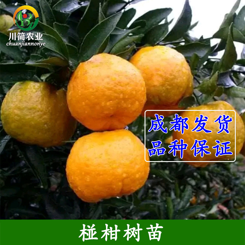 碰柑苗嫁接椪柑苗柑橘树苗早椪芦柑黄华白桔苗芦柑苗