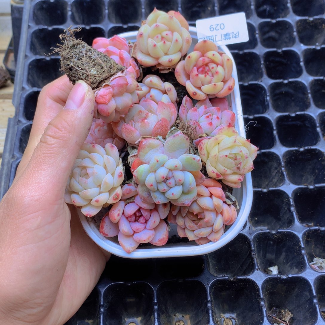 我要去看你了啊029