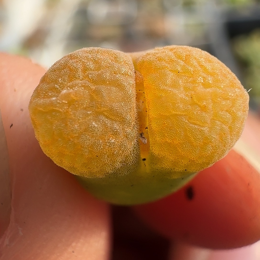 128风铃玉1厘米哈哈哈哈