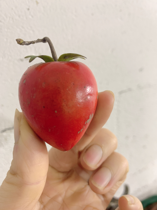 老鸦柿生桩花卉绿植盆景素材阳台庭院绿植盆栽花卉绿植