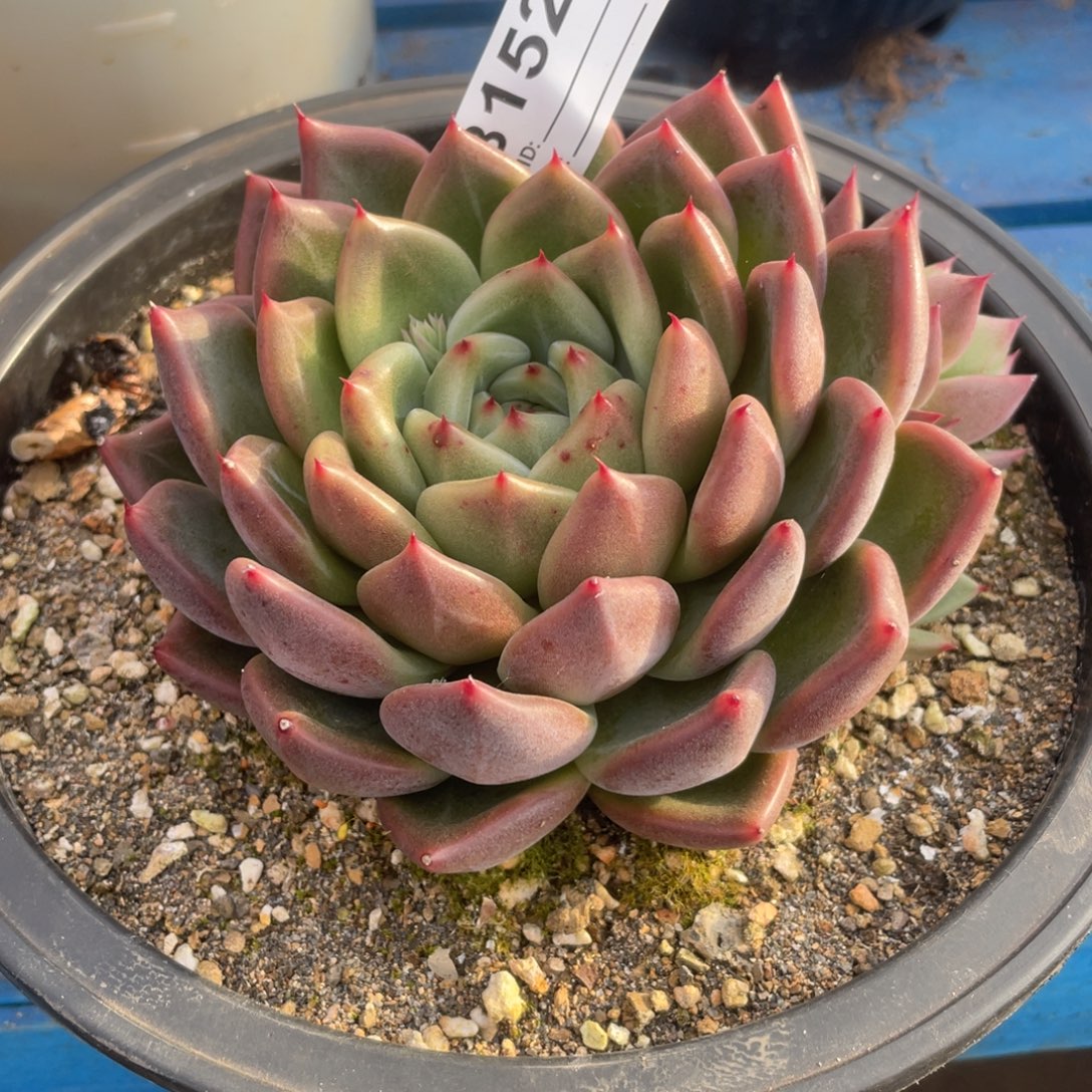 无花朵若如东云单拍B152