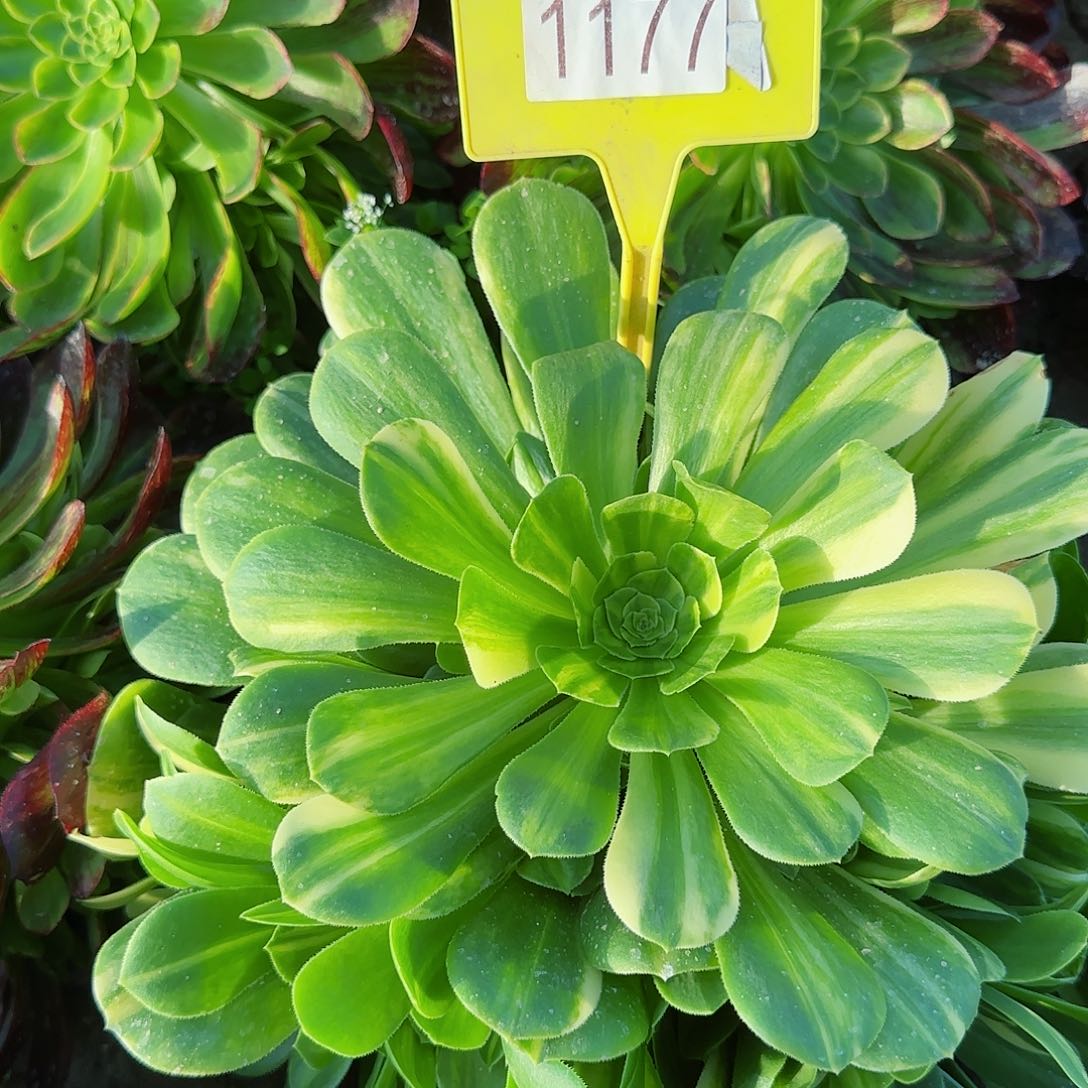 1177---1--多头多肉植物