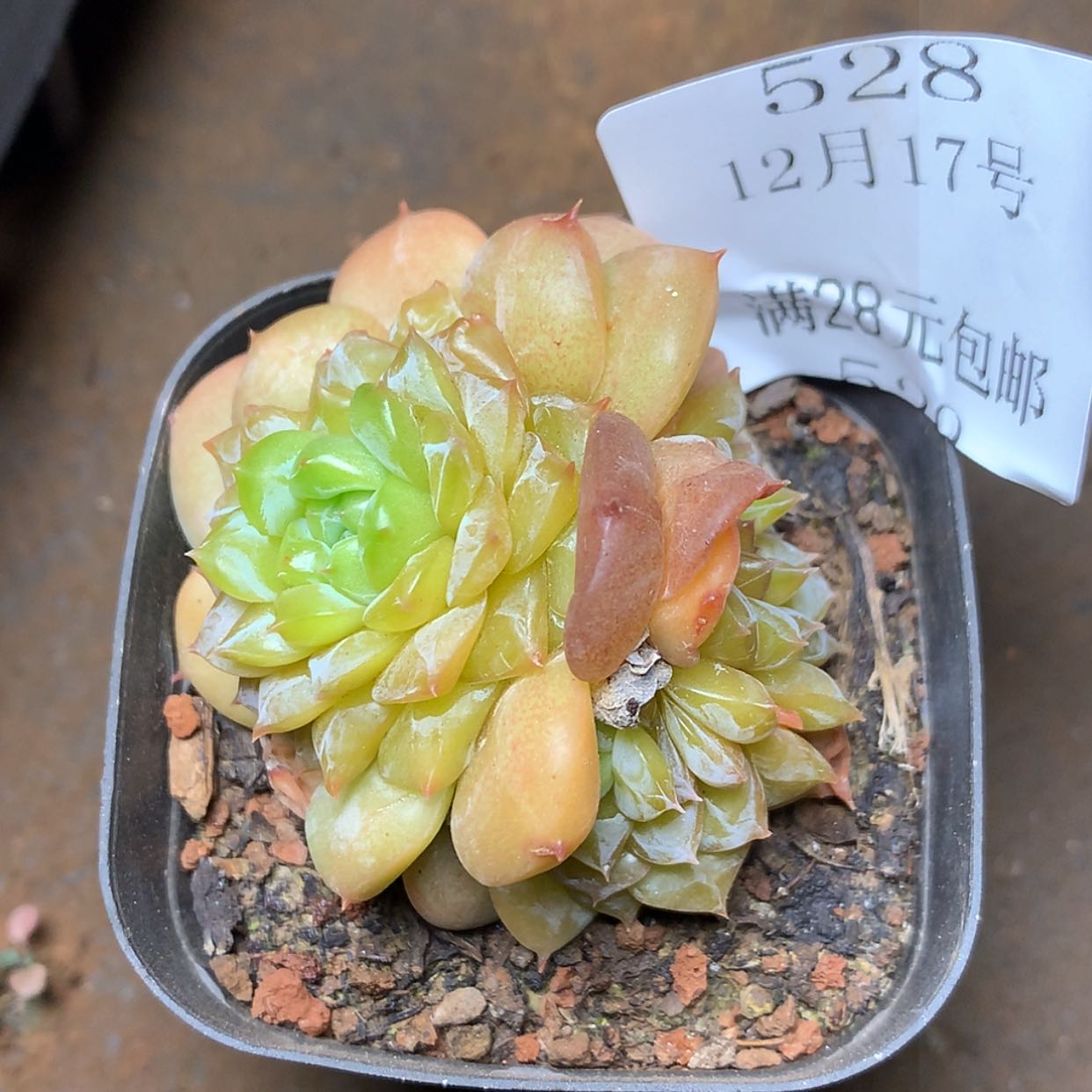 【闪购商品】云528号