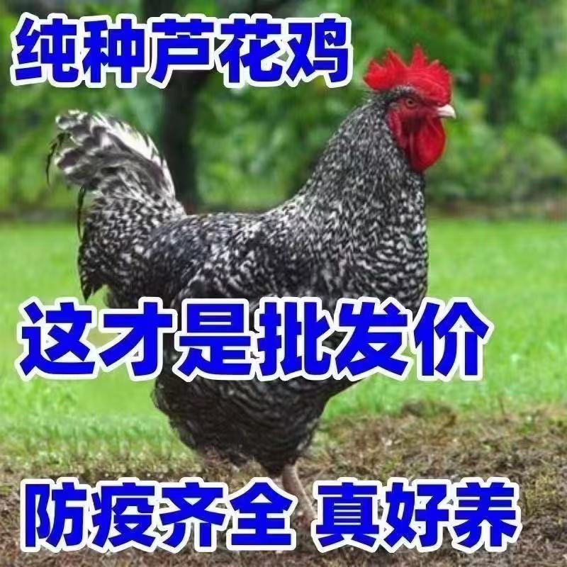宠物鸡 芦花鸡 包活到家
