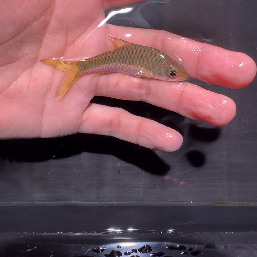 海水鱼哥拉巴拉红吉罗