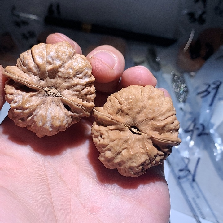 文玩核桃把件39尺蛤蟆头26号