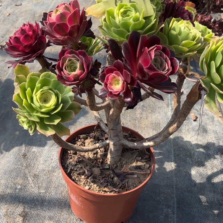 837嫁接多肉一物一拍