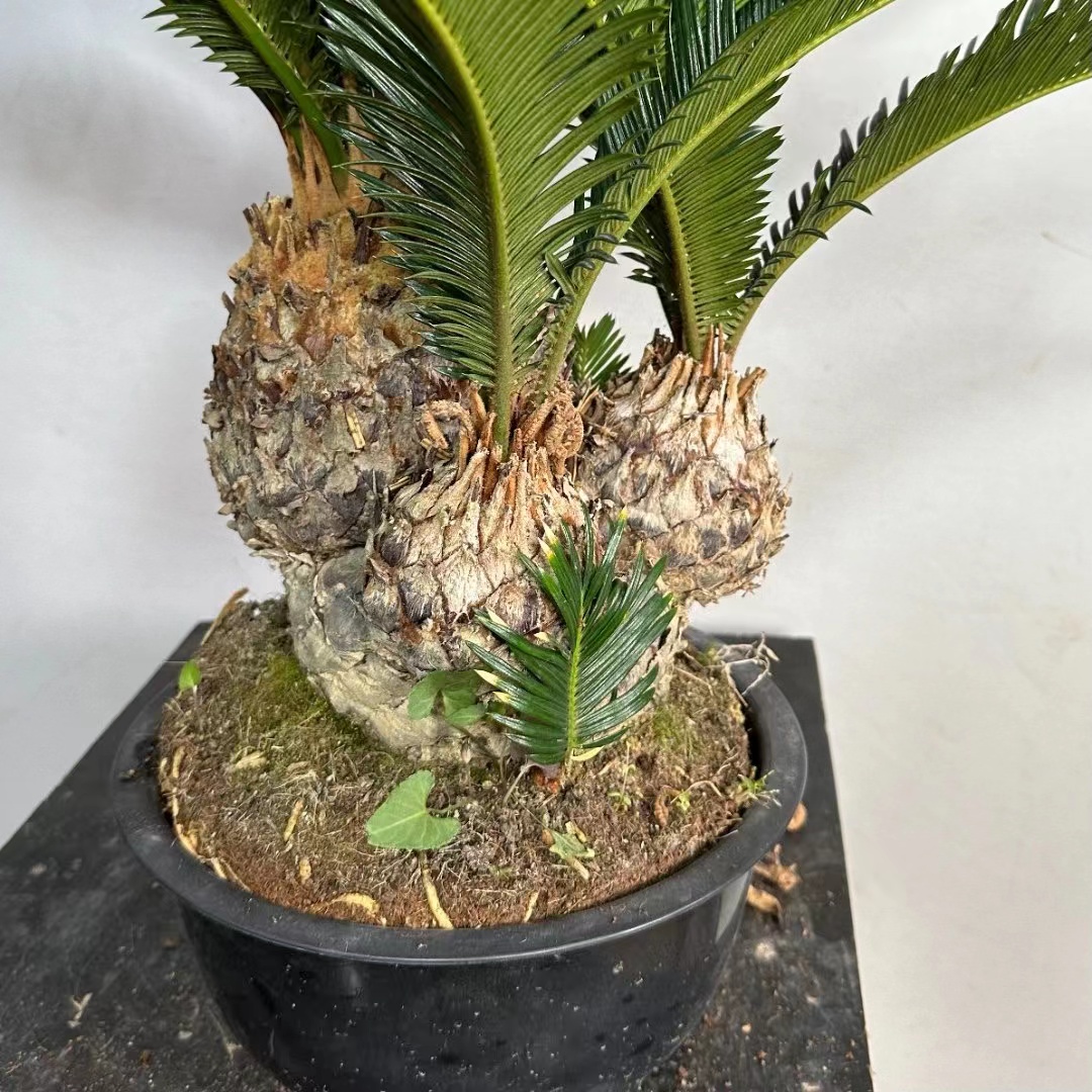 台湾多头铁树可室内室外养殖美观造型多头铁