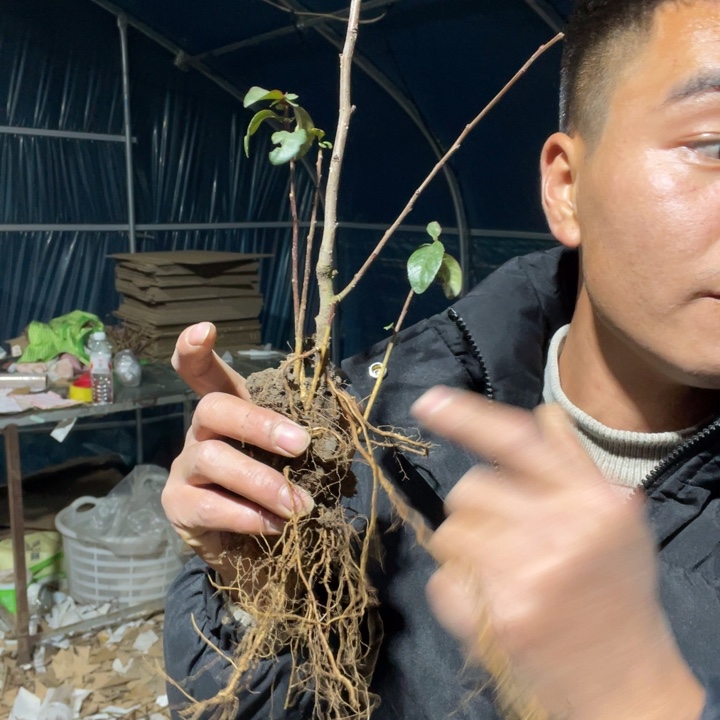 初心海棠花一颗苗