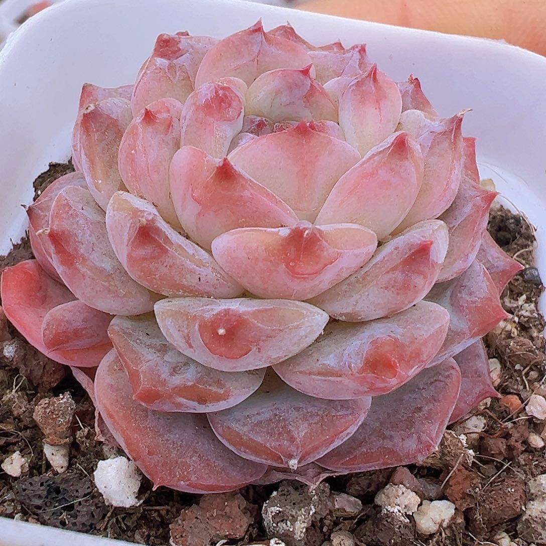 冰塔19包邮多肉植物