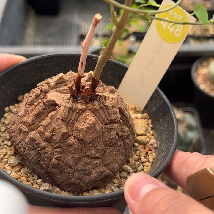 龟甲龙7cm一棵仙人球，