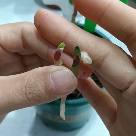开***心无花朵特色花卉君子兰小苗君