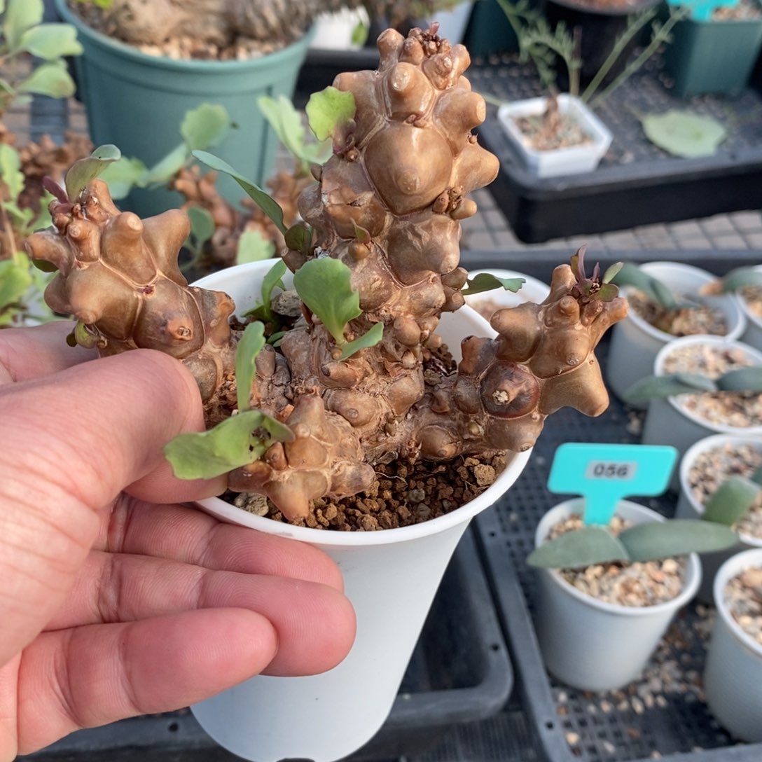 蛮鬼塔厚炖菊多肉植物