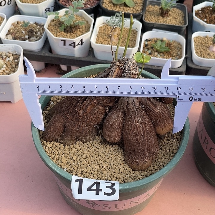 143超大象足龟甲龙块根