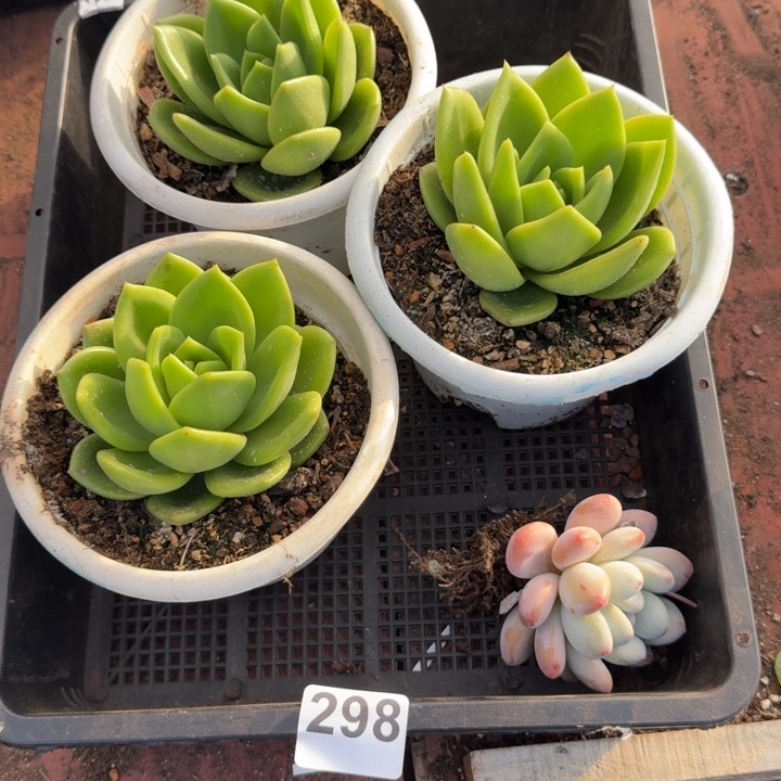 多肉植物宽拍298号