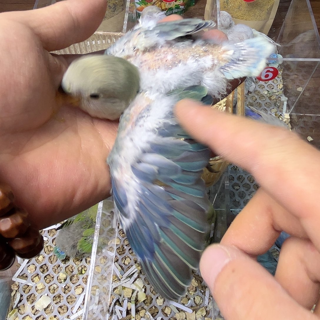 桃脸牡丹鹦鹉特价