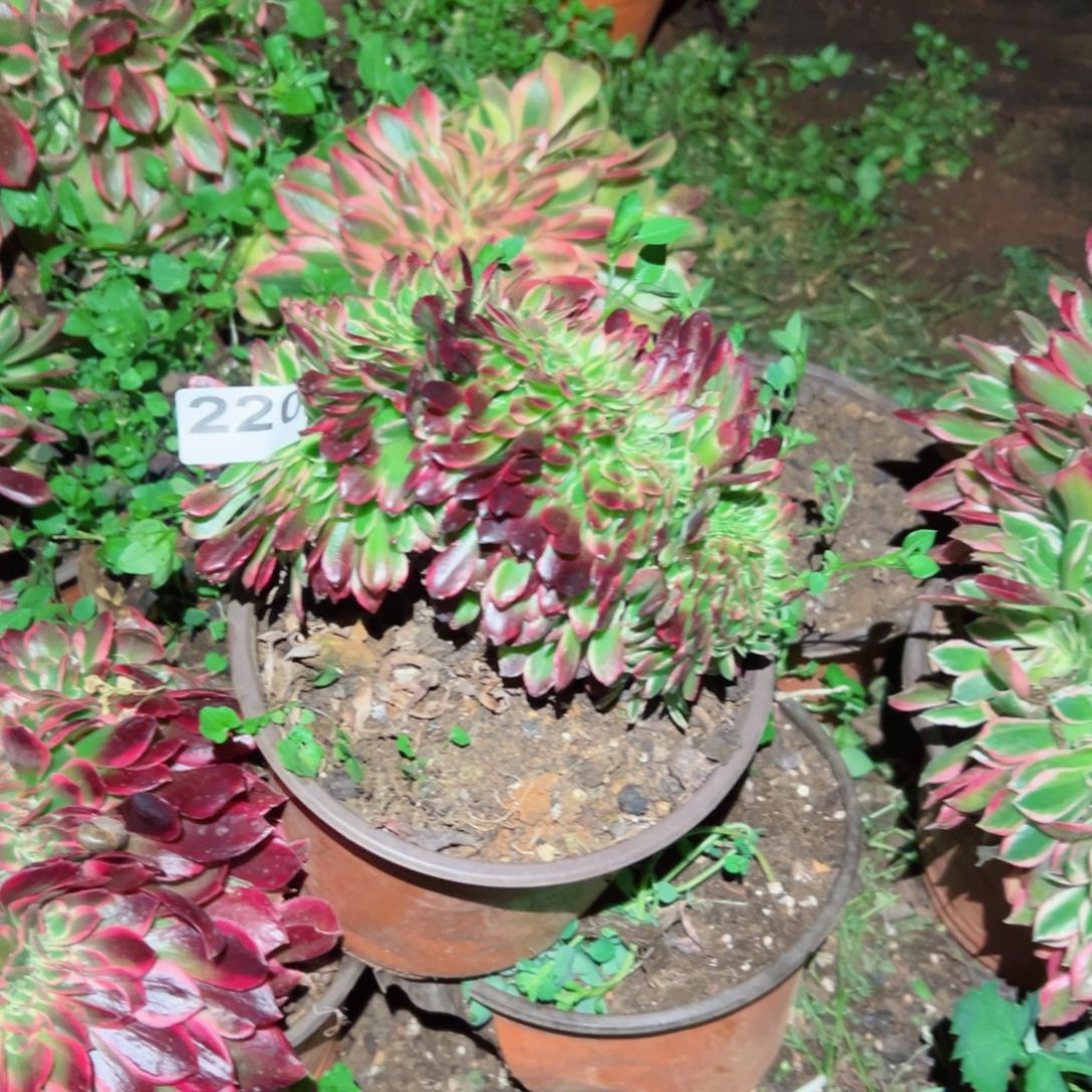 220 号多肉植物法师新年福利