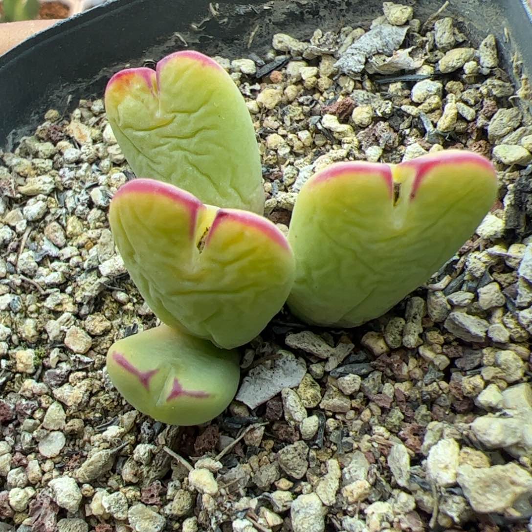 大家过年好22570