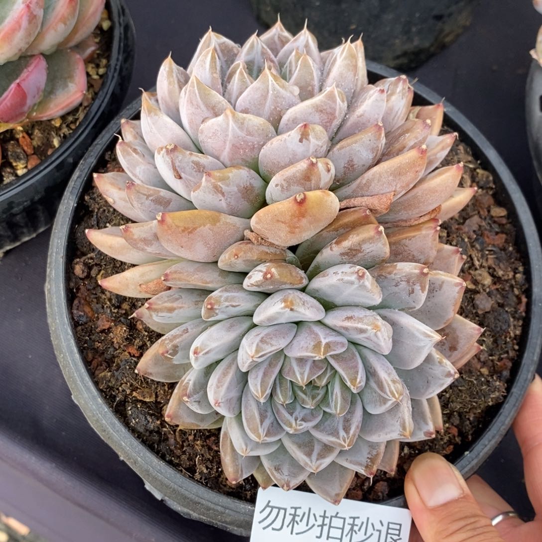 u**宝两单包邮0101-4不知名