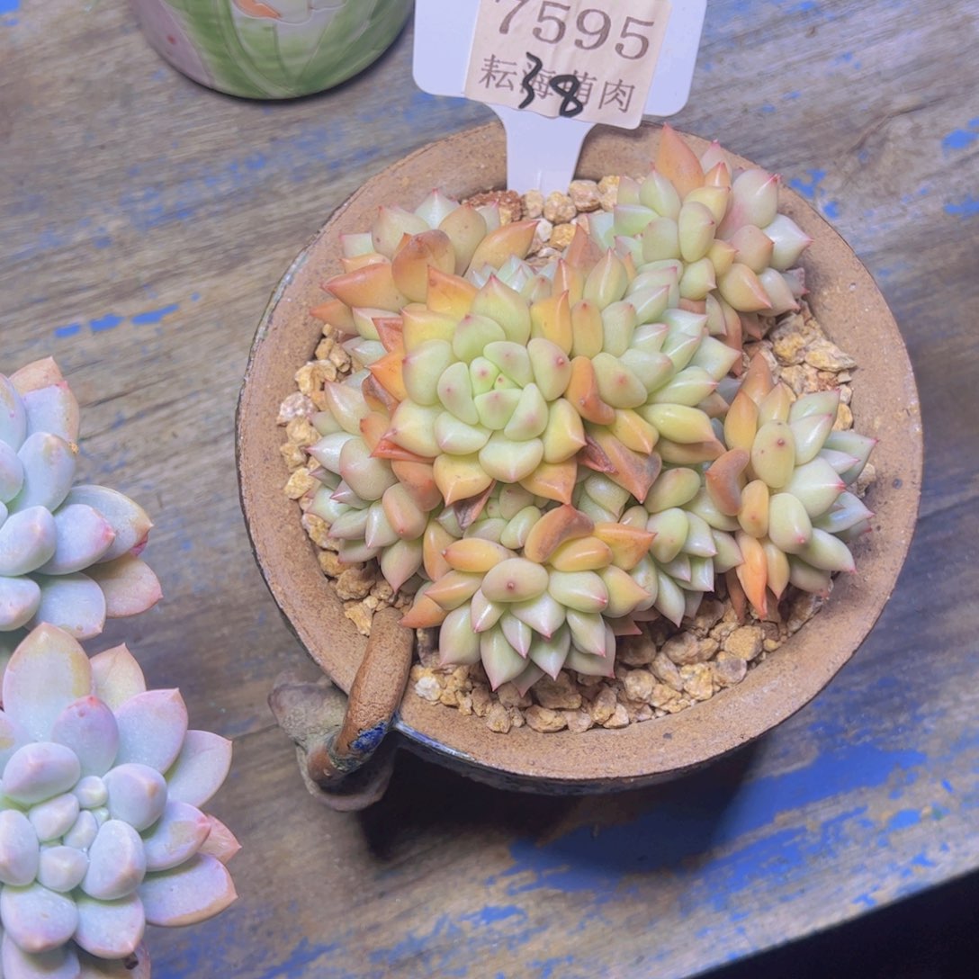 象牙7595多肉植物