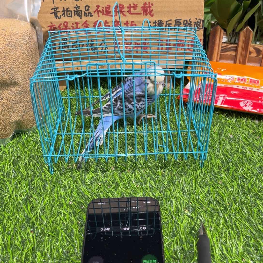 Y***虎皮鹦鹉虎皮鹦鹉一只，一物一拍不退换竞拍