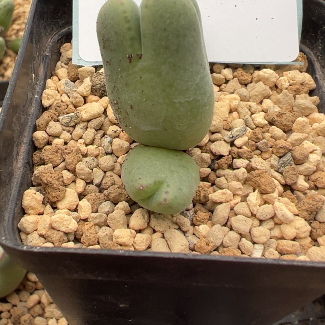 阳***锈29-245肉锥多肉植物