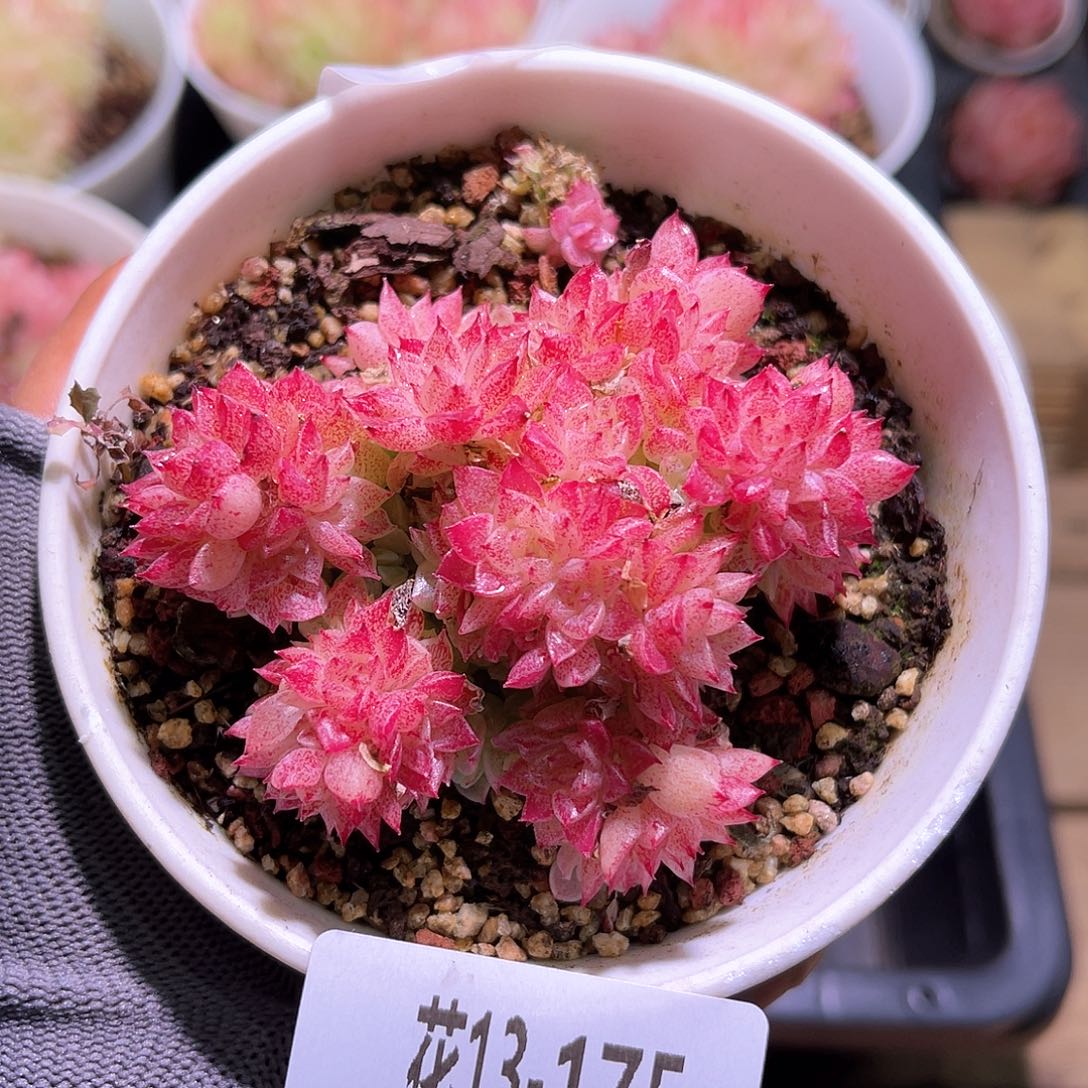 花13-175麦秆群生