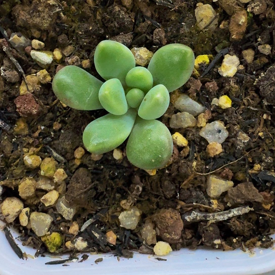 橙色奇迹 单头 一物一拍