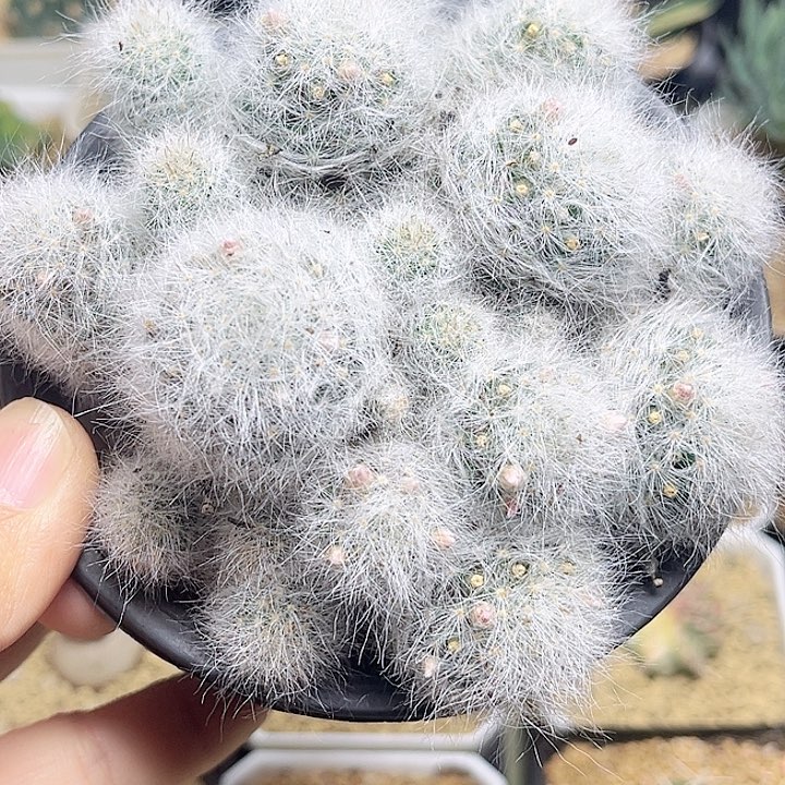 小惑星群10公分一颗