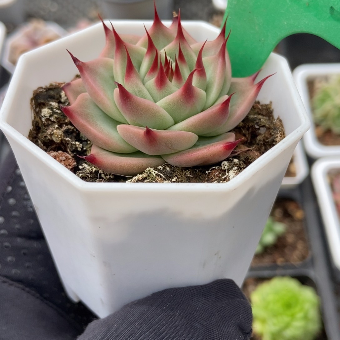 2085托斯卡多肉植物保护