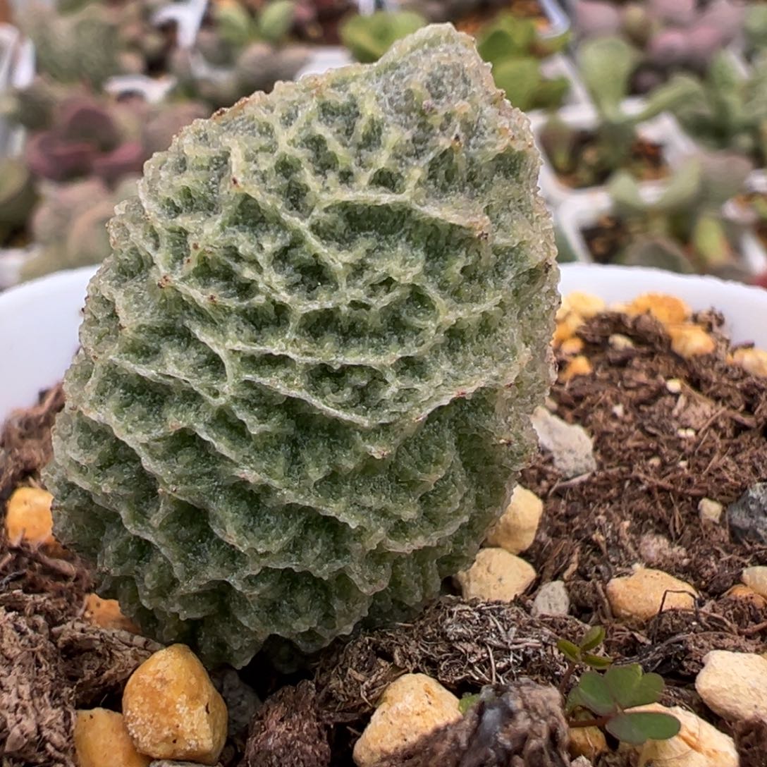 罗格大苗多肉植物水泡