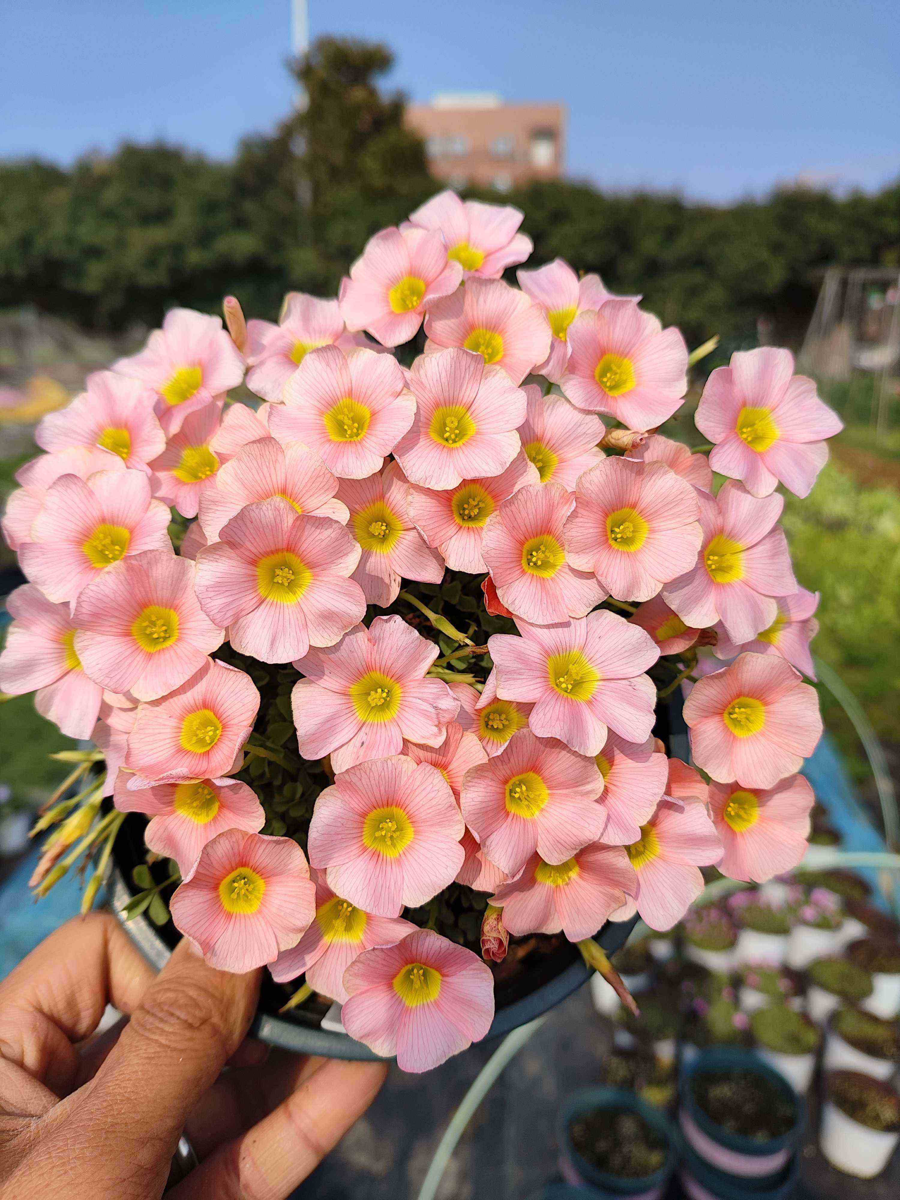 2025年第一批ob酢盆栽苗  酢浆草 ob酢合集 12公分盆 带苗发货