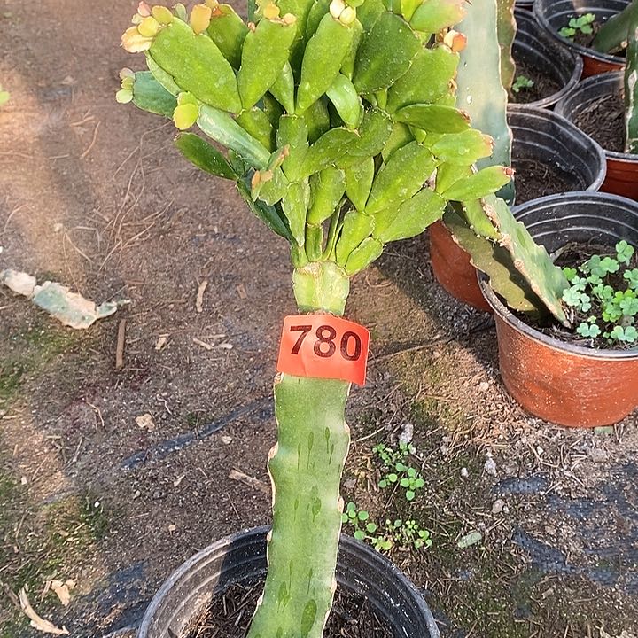 无花朵晨*木处理苗027/780号新疆不包邮