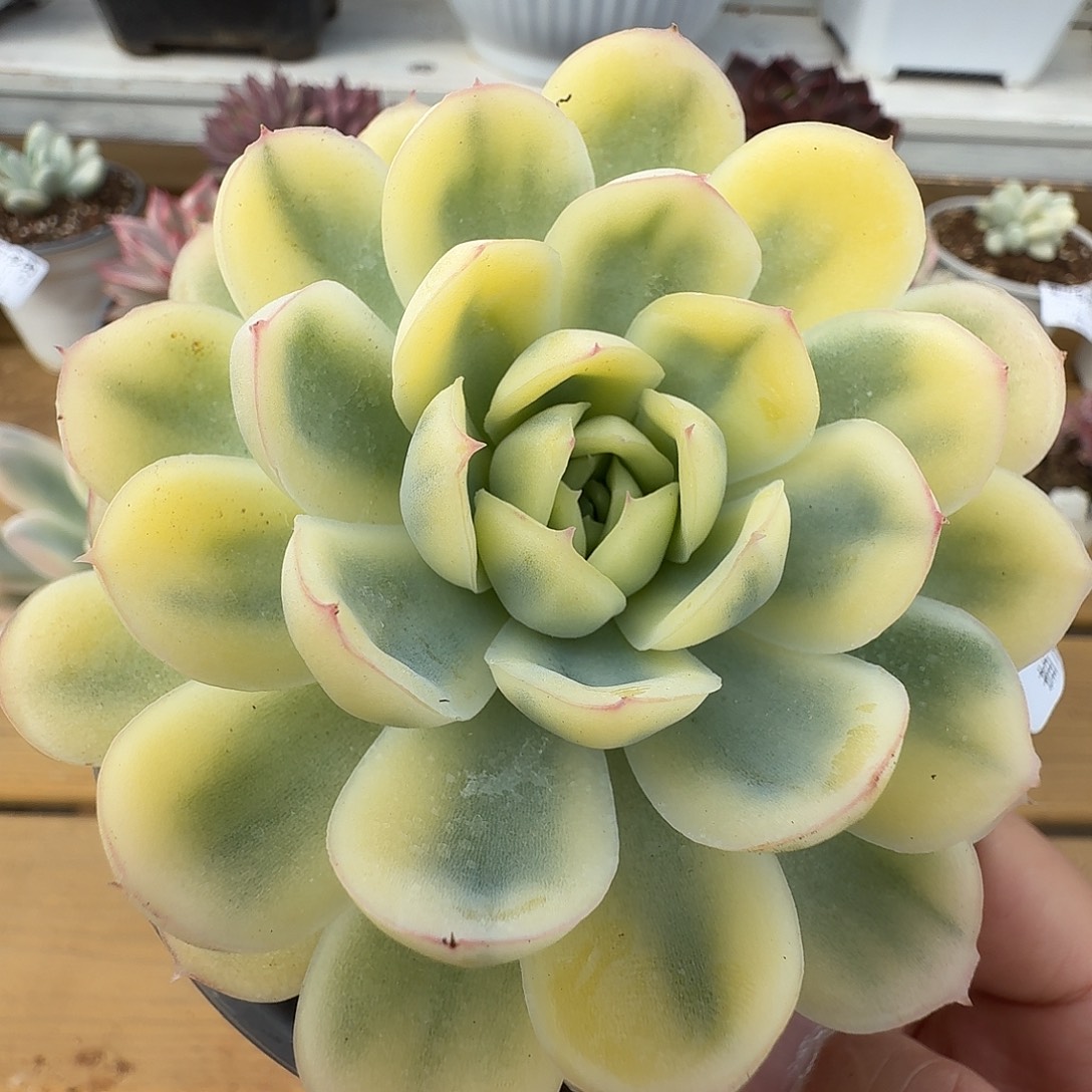 草莓冰锦11112-119