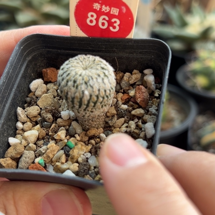 实生精巧殿一棵1.8cm