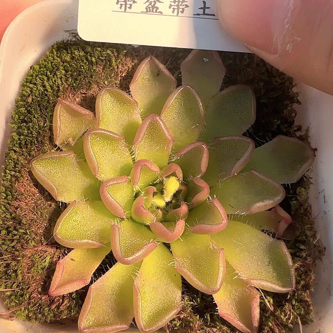 多肉1205-157近藤捕虫堇