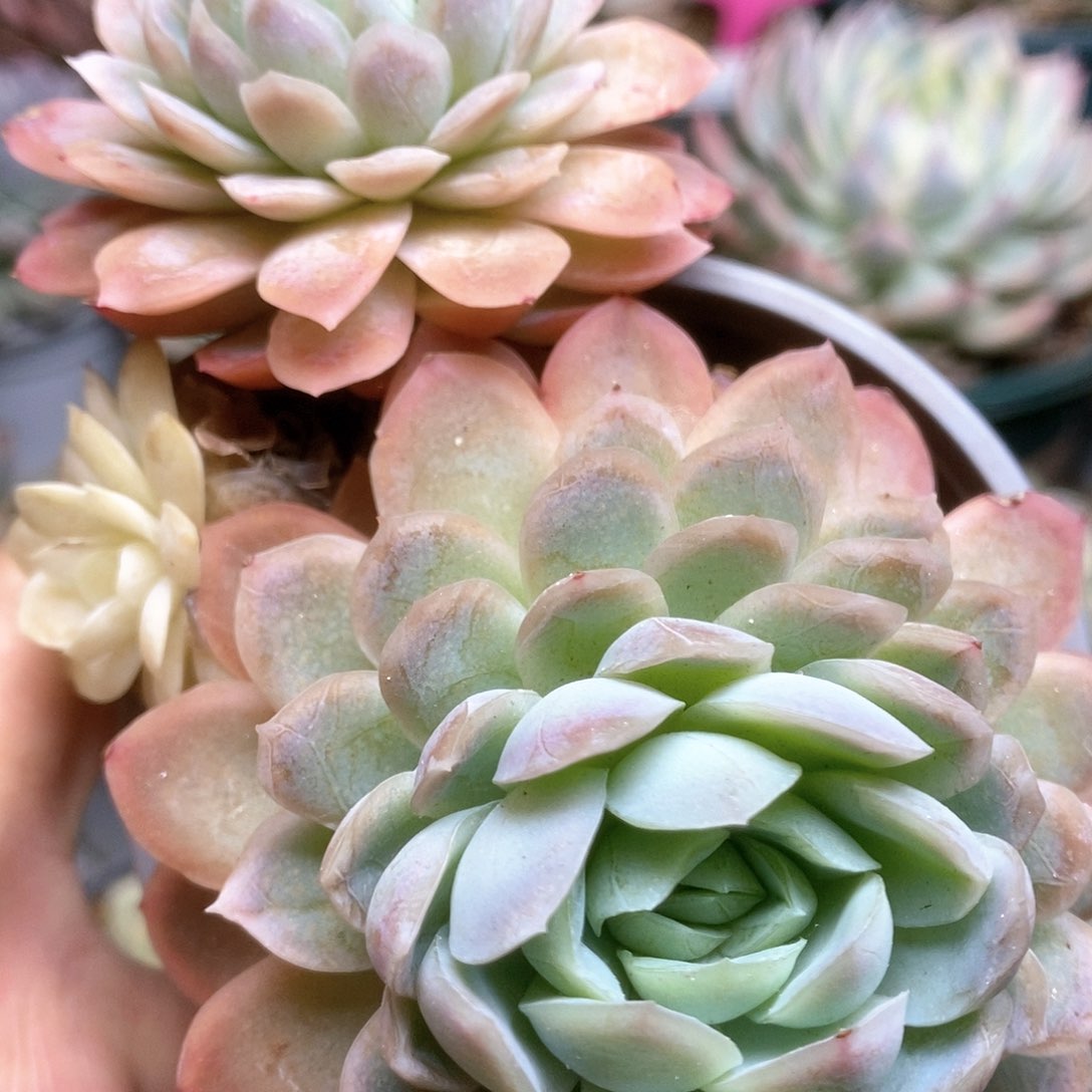 269雪球锦锦锦锦锦锦锦