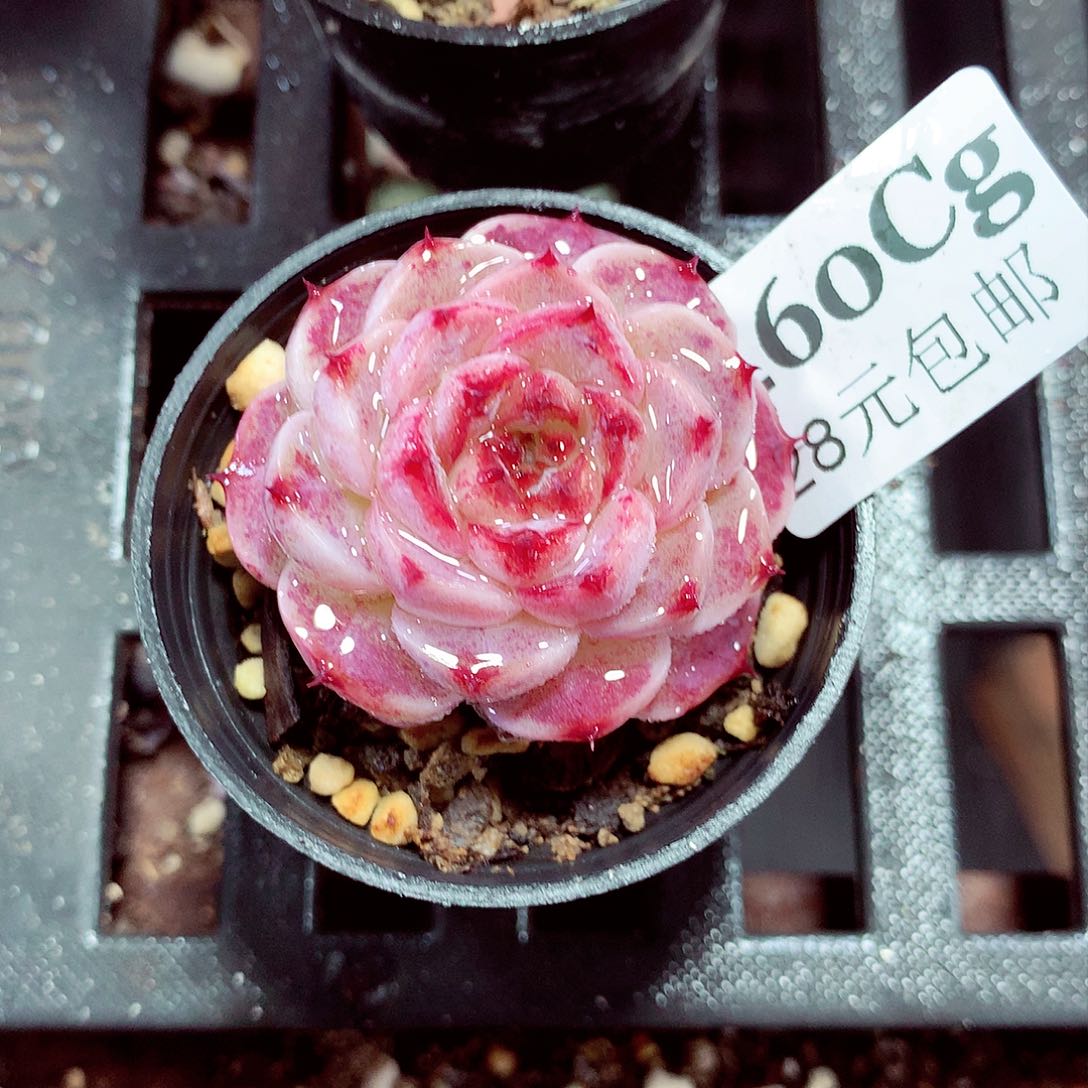 5厘米盆精控多肉460