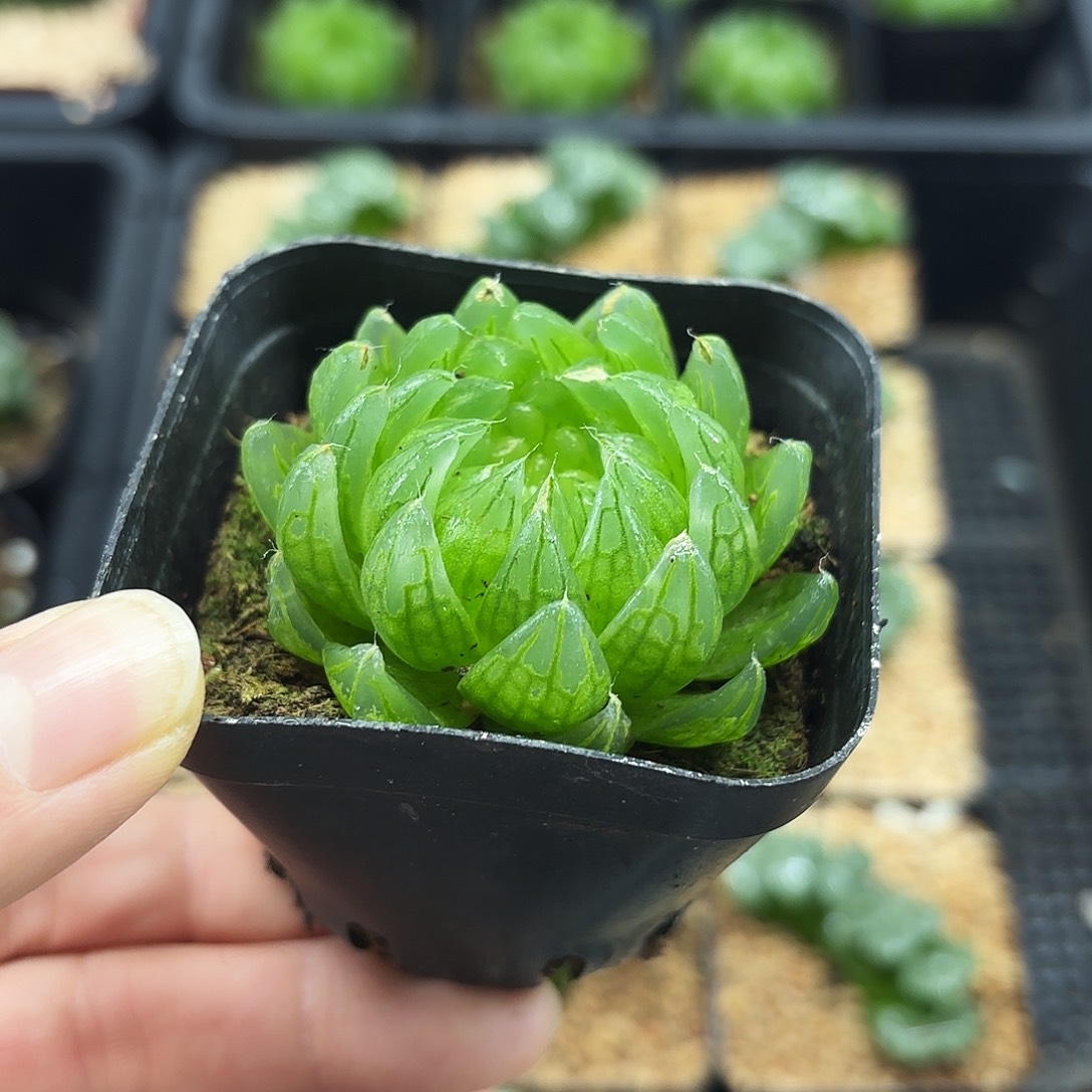 樱变女神多肉植物