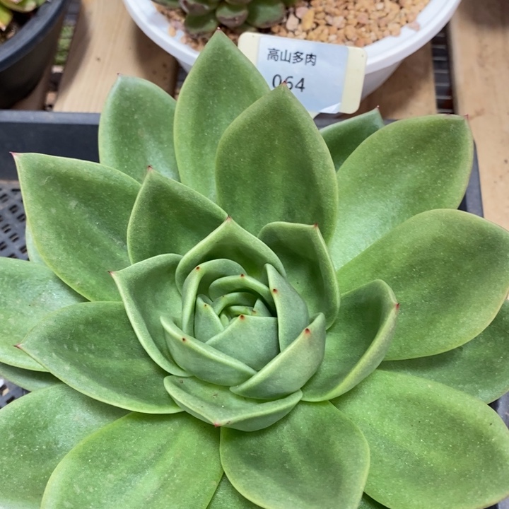 D064- 直播福利 翠花