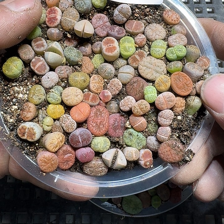 432 多肉植物多肉植物