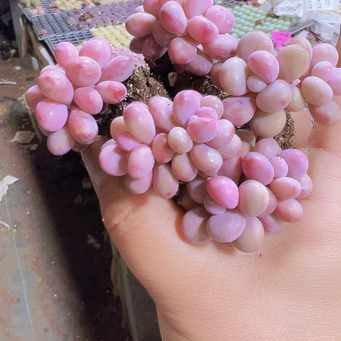 双头桃蛋11个19包邮