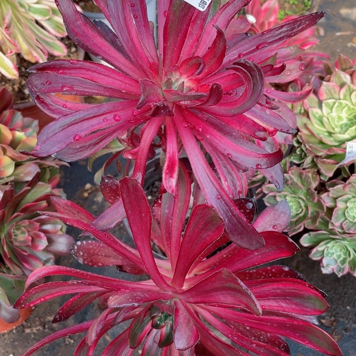 959巫拉多肉112345678