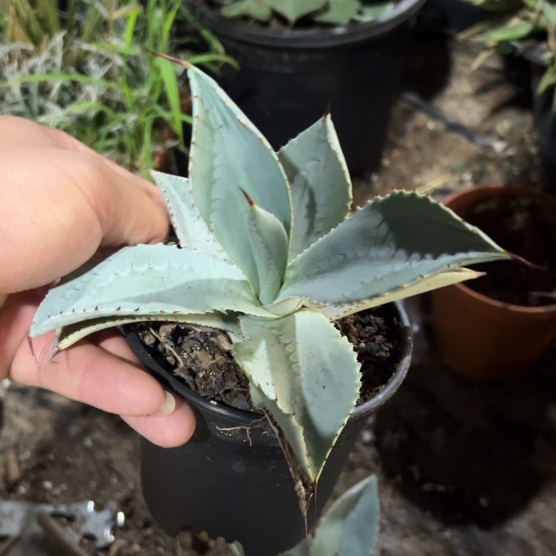 龙趾龙舌兰系列侧芽